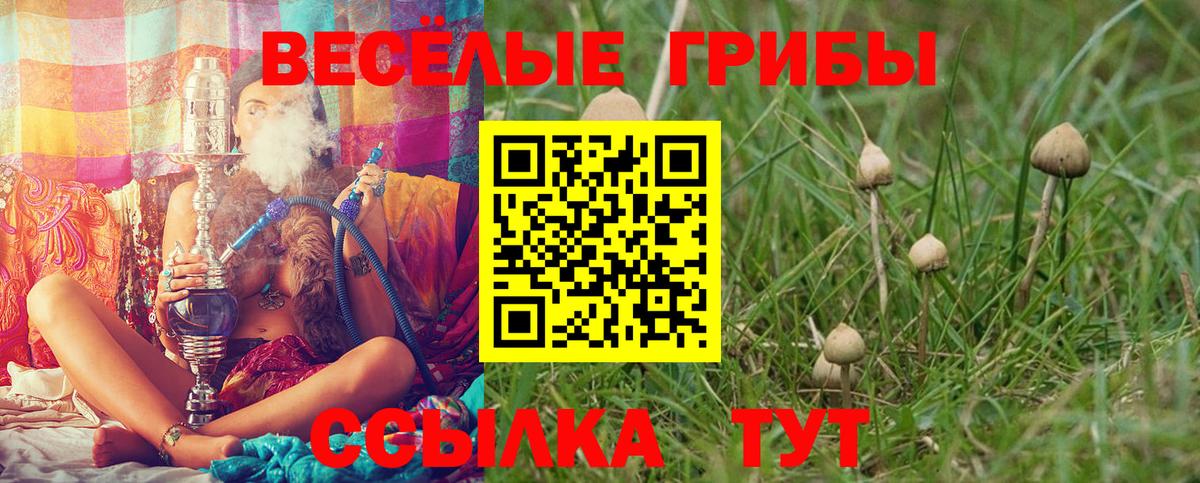 Псилоцибиновые грибы Cubensis Полысаево